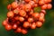 Rowanberries hanging in front of green background