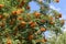 Rowanberries on a Rowanberry Tree