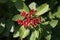 Rowanberries on a Rowanberry Tree