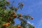 Rowanberries on a Rowanberry Tree