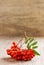 Rowanberry or ashberry on a wooden board