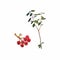 Rowanberry branch and branch with leaves and berries, watercolor illustration isolated on white.