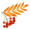 Rowanberry branch icon, cartoon style