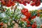 Rowanberry Pyracantha Firethorn orange berries with green leaves