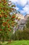 Rowanberry on the tree. Rowan tree on the background of mountain peaks