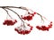 Rowanberry twig on white background