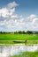 Rower wearing Vietnamese conical hat on boat among rice fields