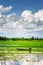 Rower wearing Vietnamese hat on wooden boat among rice fields