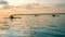 Rowers are floating along the lake in kayaks