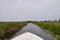 rowing boat between the meadows in the polder on a ditch in Woerdense Verlaat, Woerden, Utrecht