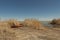 Rowing boats in the reeds. Wooden boat on the grassy shore of the Aral sea on a summer day