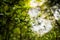 Rowing foliage of a tree in sun rays in a forest