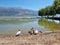 rowing rowers trainnng in lake pamvotis of ioannina in summer season greece