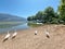 rowing rowers trainnng in lake pamvotis of ioannina in summer season greece