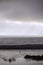 Rowing at sea in Lajes dor Pico, Azores. Rowing in copies of the whalers rowing boats.