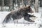 Rown bear running on the snow in the winter forest. Snowfall. Scientific name:  Ursus arctos. Natural habitat. Winter season