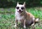 Rown chihuahua dog wearing sunglasses sitting  on  green grass in the garden