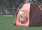 rown short hair Chihuahua dog sitting inside orange camping tent on green grass, outdoor. Pet travel concept