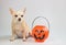 rown short hair Chihuahua dog sitting on white background with plastic halloween pumpkin bucket. Pet and halloween holiday