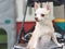 rown short hair chihuahua dog standing in pet stroller looking sideway. Colorful kids playground equipment background