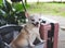 rown short hair chihuahua dog standing in pet stroller with pink suitcase in the garden. Smiling happily. happy vacation and