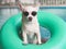 rown short hair chihuahua dog wearing sunglasses standing in green swimming ring or inflatable by swimming pool, lookig at