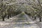 Rows of almond trees blooming petals on ground