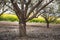 Rows Almond trees blooming with pink and white flowers in orchard