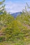 Rows of apple trees covered in white flowers with mountain in background