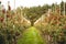 Rows of apple trees growing on organic apple farm