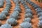 Rows of Artichoke Agave plants