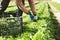 Rows of arugula in garden outdoor, hands of gardener