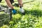 Rows of arugula in garden outdoor, hands of gardener