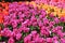 Rows of assorted tulips growing in a garden