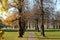 Rows of autumnal linden trees by the small path