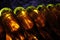 Rows of backlit wine bottles in winery cellar