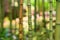 Rows of Bamboo Stalks Close Up in a Forest