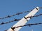 Rows of Barb Wire fence going upwards