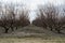 Rows of bare trees in winter peach orchard