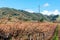 Rows of bare vines in a winter vineyard with green distant hills in background