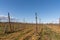 Rows of barren grapevines in winter in a vineyard under a blue sky in the Languedoc Roussillon wine region of southern France