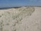 Rows of beach grass at white sand dunes in cadzand, the netherlands in springtime