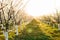 Rows of beautiful blossoming fruit cherry trees on a green lawn in spring. Spring blooming garden, green grass, sunset