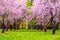 Rows of beautifully blossoming trees on a green lawn. Apple orchard, blooming cherry trees, fruit trees, pink color
