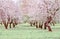 Rows of beautifully blossoming trees on a green lawn. Apple orchard, blooming cherry trees, fruit trees, pink color