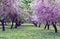 Rows of beautifully blossoming trees on a green lawn. Apple orchard, blooming cherry trees, fruit trees, pink color