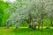 Rows of beautifully blossoming trees on a green lawn. Apple orchard, blooming cherry trees, fruit trees, white color