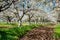 Rows of beautifully blossoming in white cherry trees