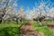 Rows of beautifully blossoming in white cherry trees