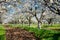 Rows of beautifully blossoming in white cherry trees on a green lawn in spring